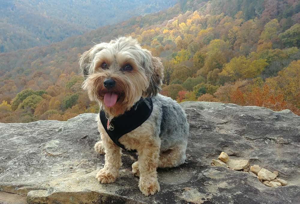 How To Cut a Yorkie Poos Hair