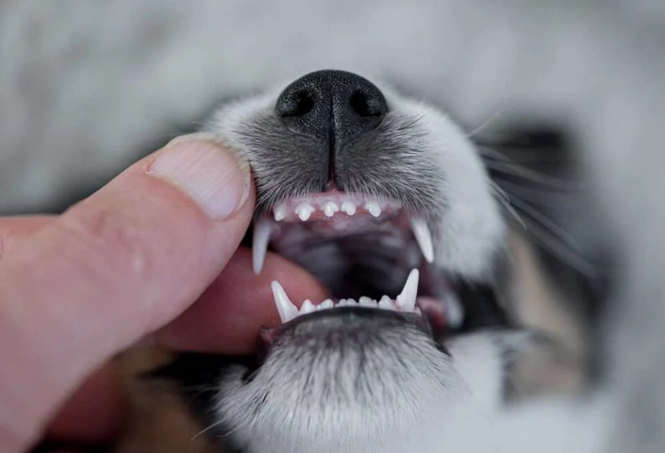 How To Help Puppy Teeth Fall Out