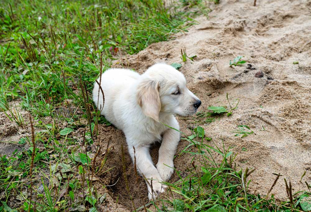 How To Stop Your Puppy from Digging