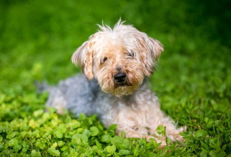 How To Train a Yorkie Poo