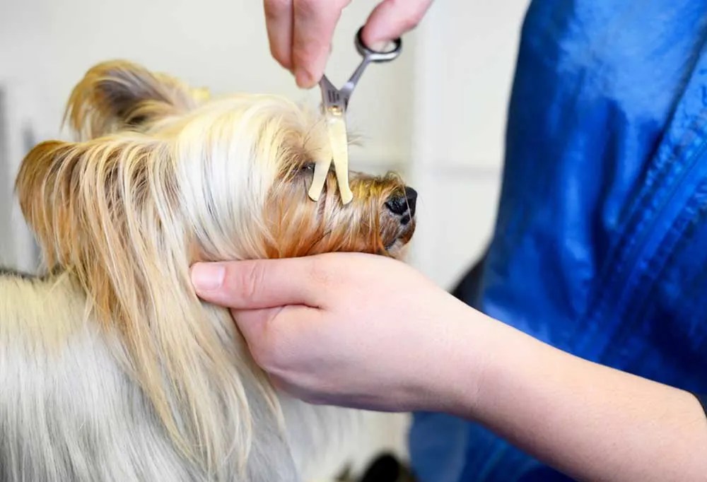How Often Should You Cut A Yorkies Nails