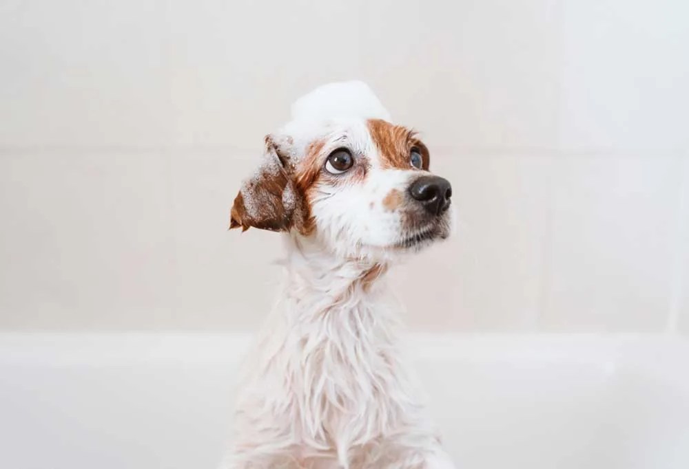 Does Deshedding Shampoo Work?