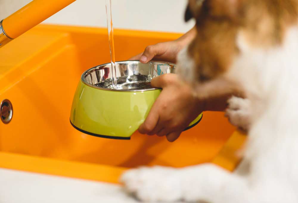 How To Stop Your Puppy from Digging