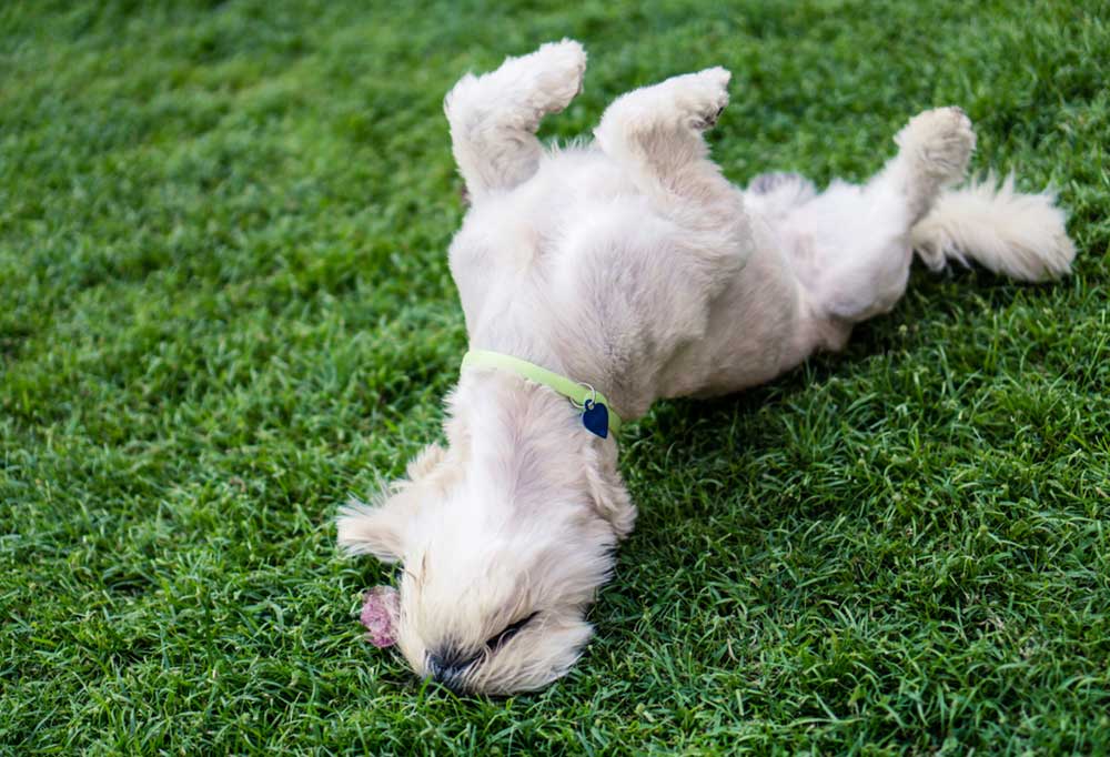 How to Teach a Puppy to Roll Over
