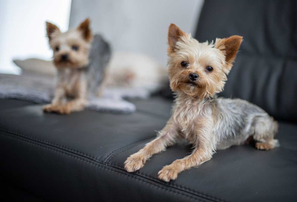 How To Do a Teddy Bear Cut on A Yorkie
