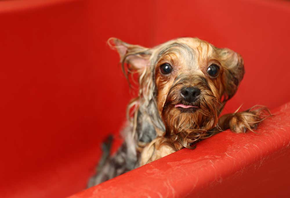 How To Bathe a Yorkie Puppy
