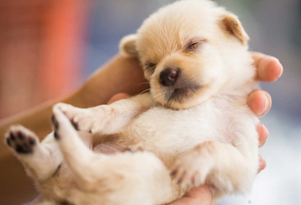 How To Keep a Weak Newborn Puppy Alive