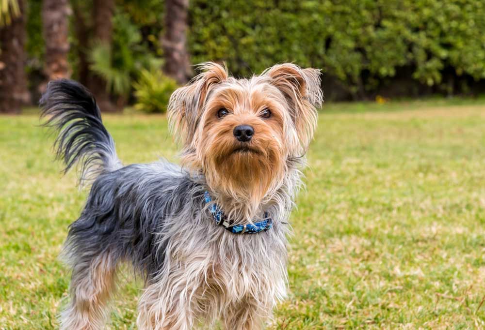 How To Measure a Yorkie