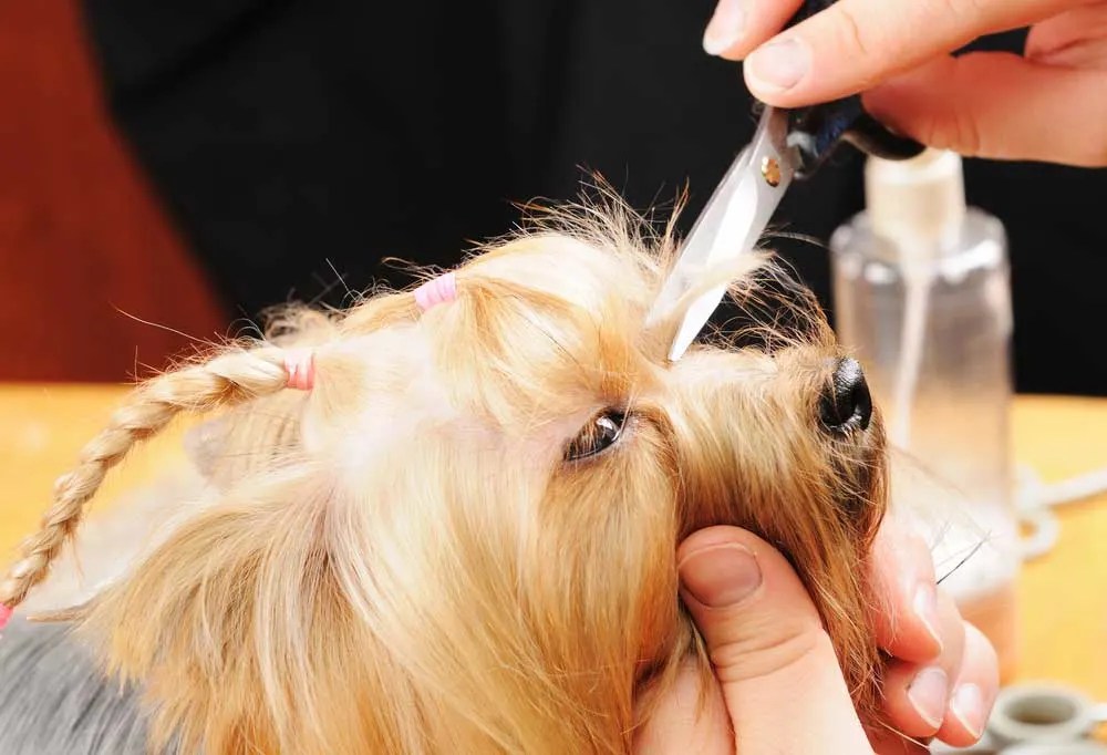 How To Groom a Yorkie with Long Hair