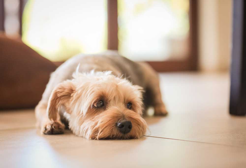 How To Cut a Yorkie Poos Hair