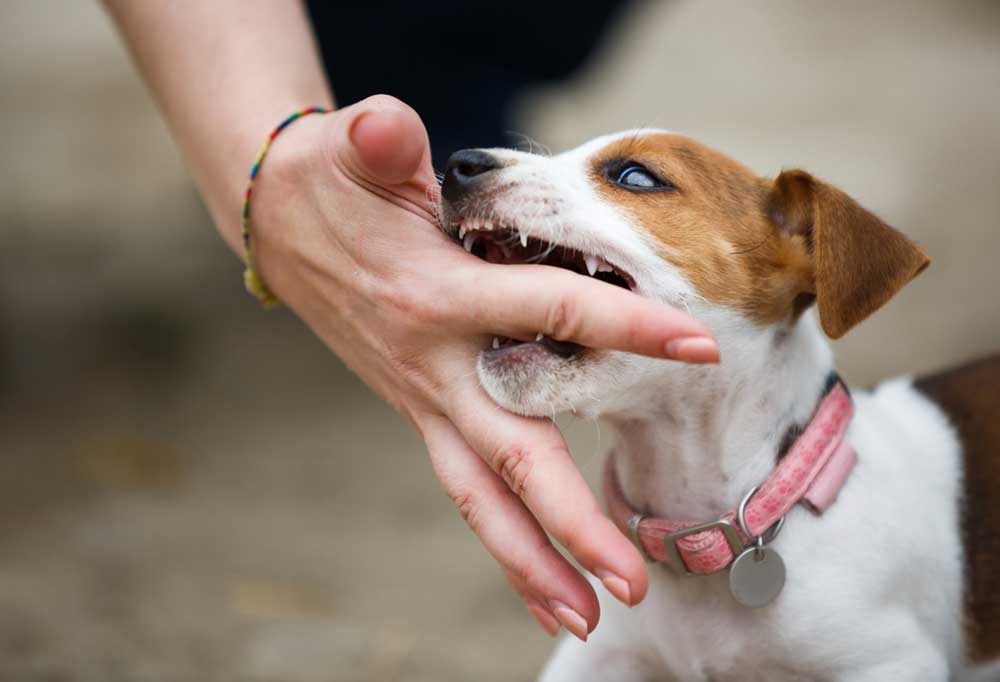 How to Stop a Puppy from Biting When Excited?