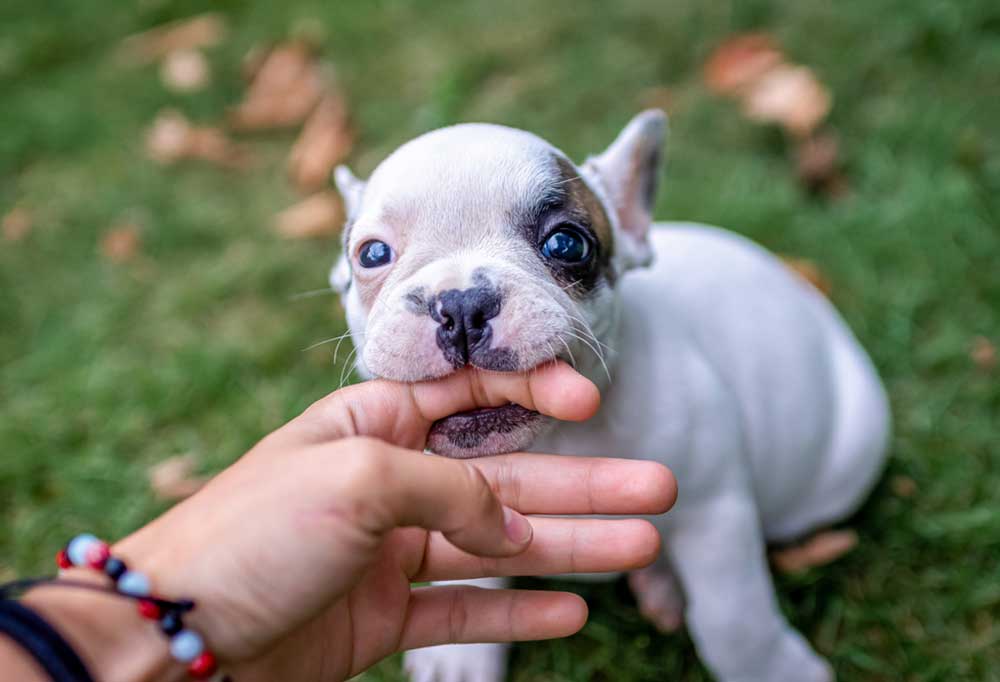 Why Does My Dog Bite Me When Excited