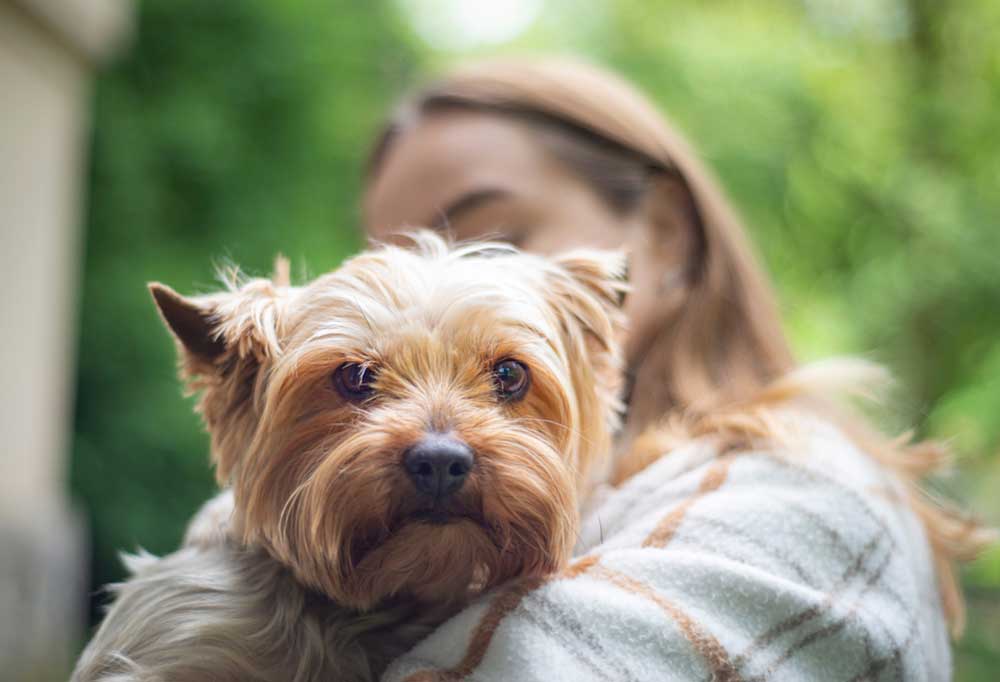 Do Yorkies Like to Be Picked Up?