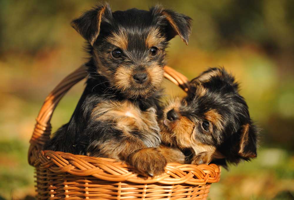 Exotic Yorkie Names