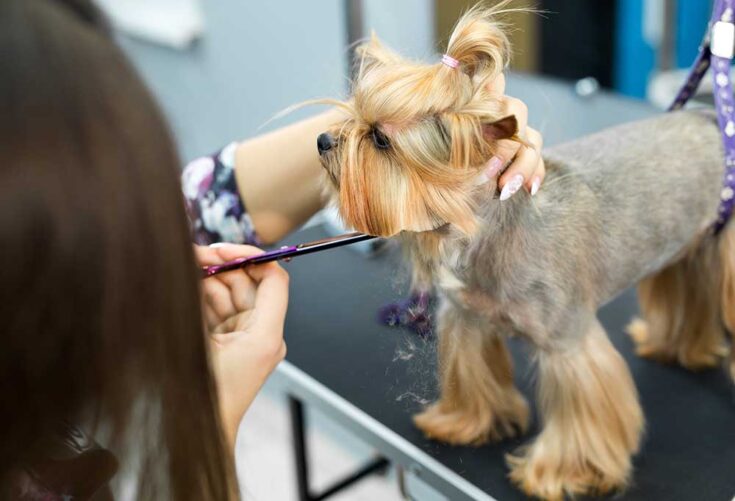 How To Trim a Yorkie Face 2