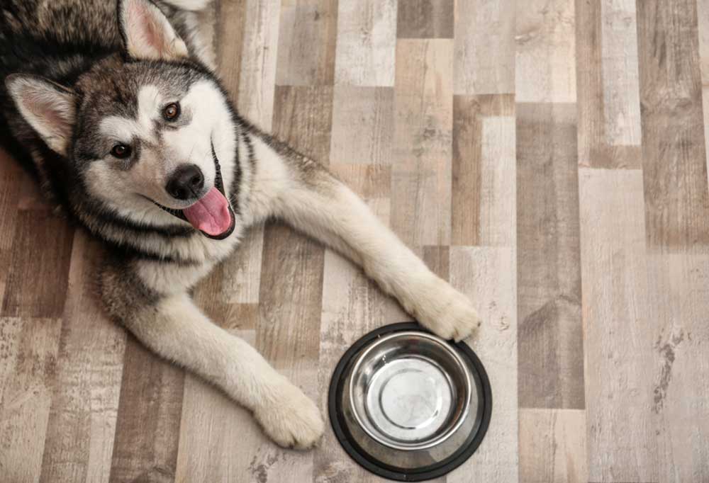 How to Cook Chicken Liver for Dogs?