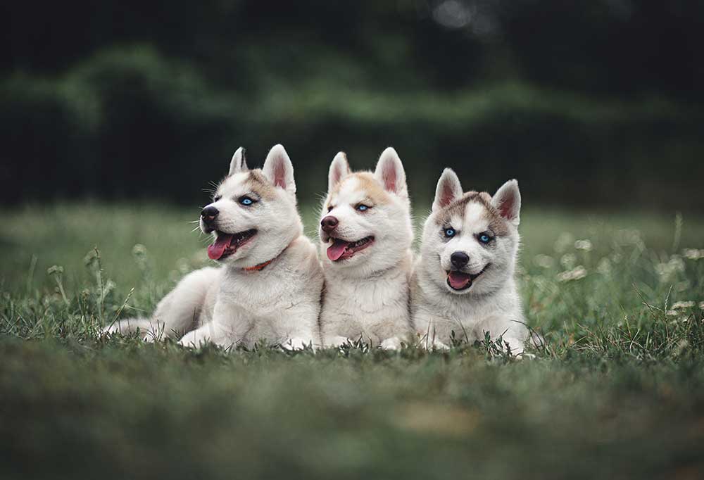 What Are Good Husky Names?