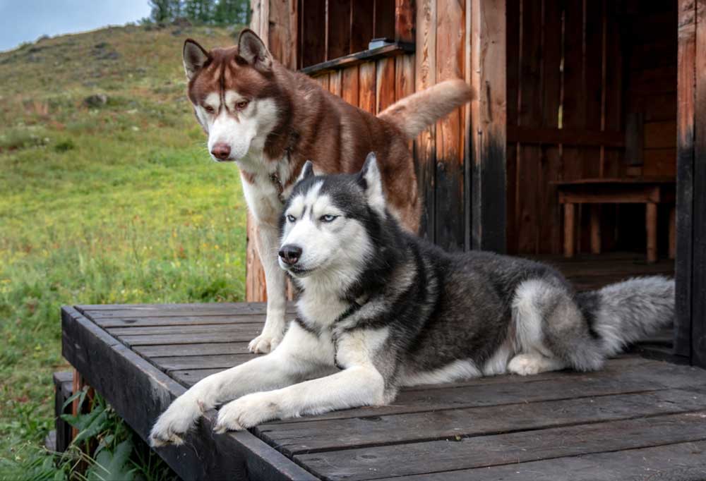 What Temperature Is Too Hot for A Husky?