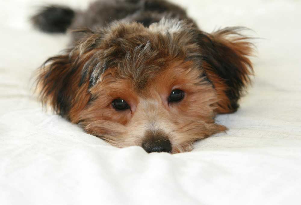 Are Yorkie Poos Hypoallergenic