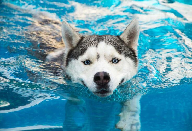 What Temperature Is Too Hot for A Husky?