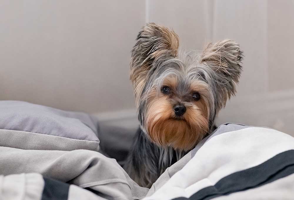 Unique Male Yorkie Names