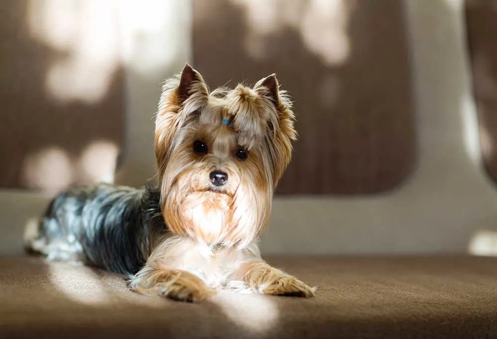 How To Cut Yorkie Hair
