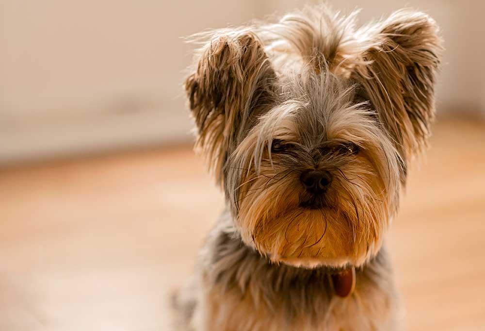 How To Train a Yorkie Puppy