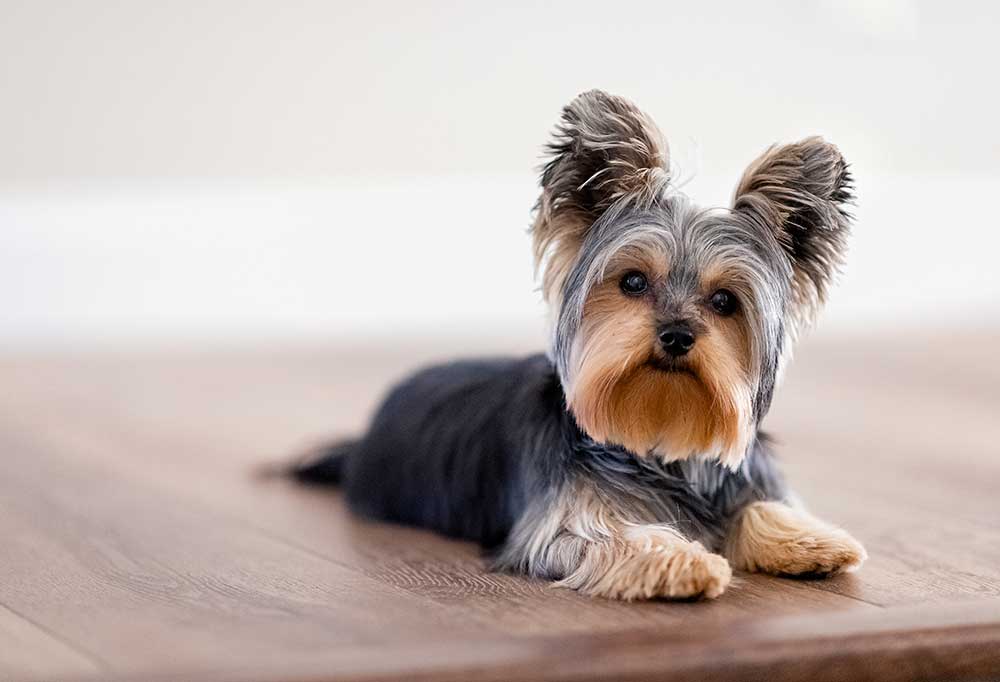 How Do You Train a Yorkie Puppy to Pee Outside?