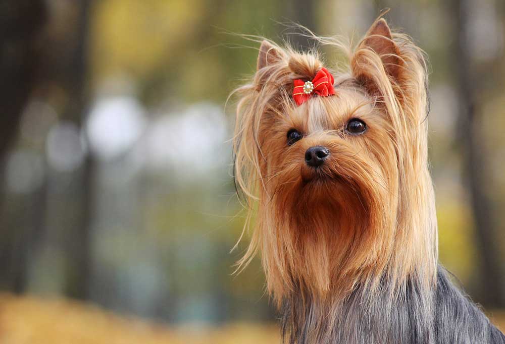 Exotic Yorkie Names