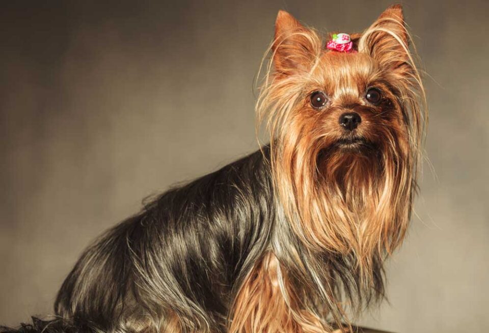 Girl Yorkie Names