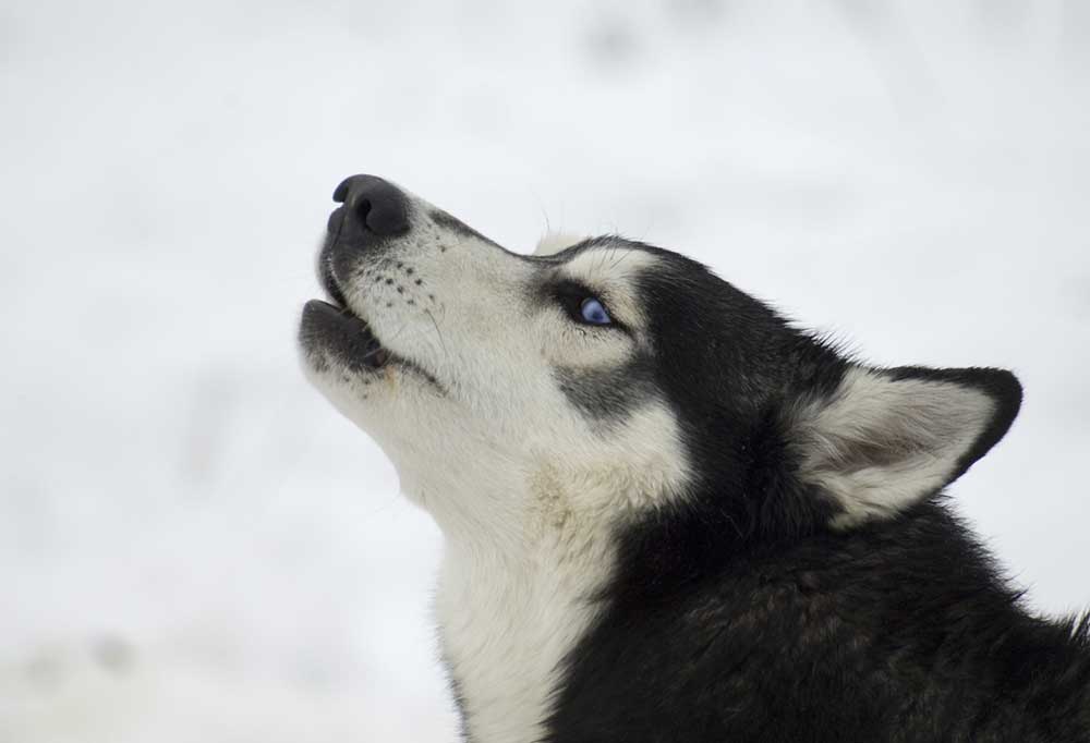 What Does it Mean When a Husky Howls?