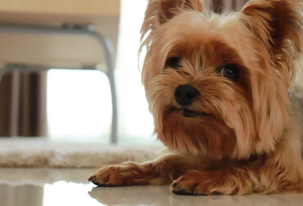 Do Yorkies Pee in The House?
