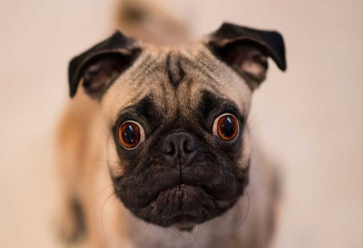 Do Pug Eyes Fall Out?