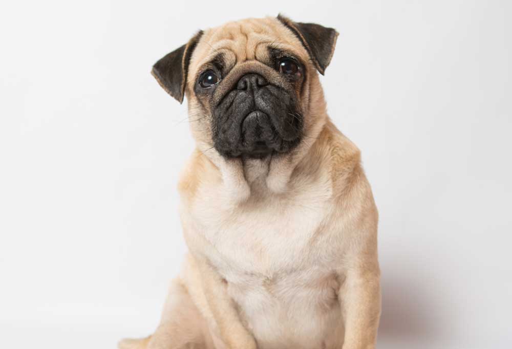 Dogs Similar To Pugs
