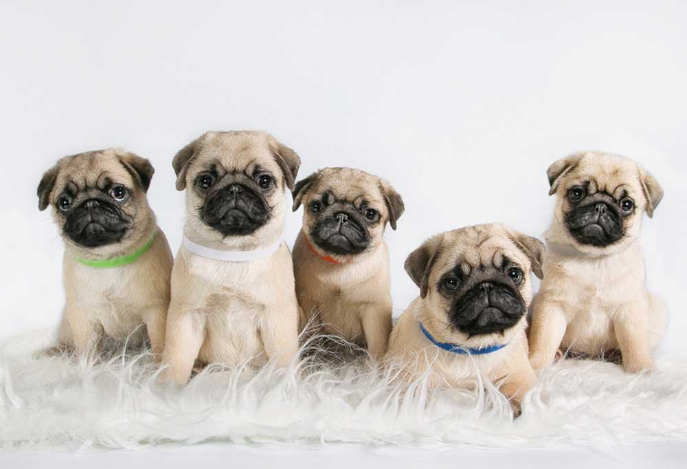 Pug Growth Chart (Weight Size Chart) How Big Do Pugs Get, 43 OFF