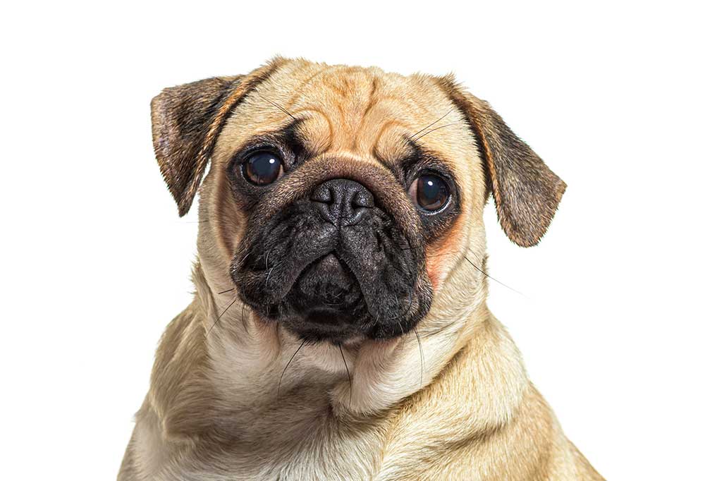 How Much Do Pugs Cost Without Papers?