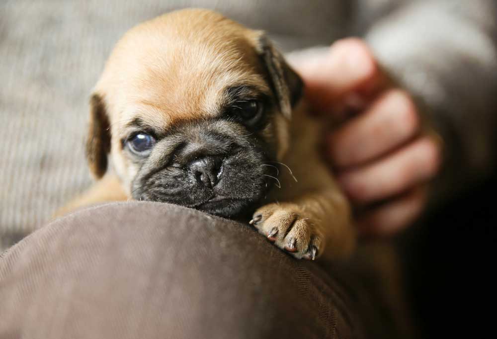 How Much are Pug Puppies?
