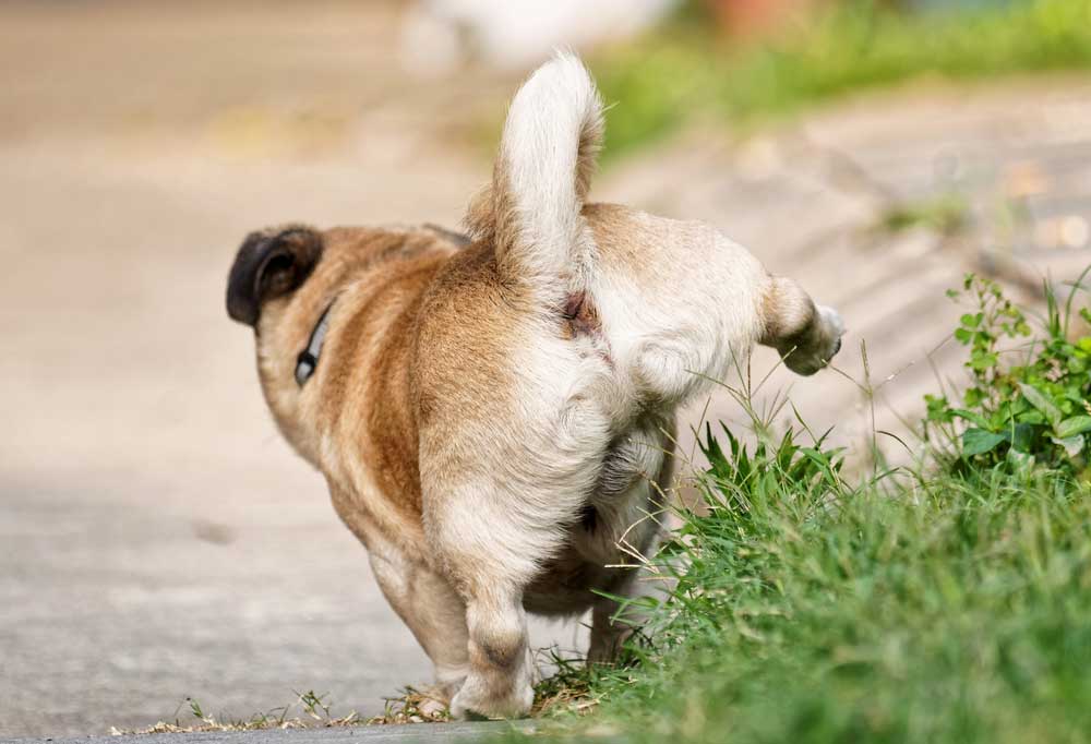 How To Potty Train A Pug