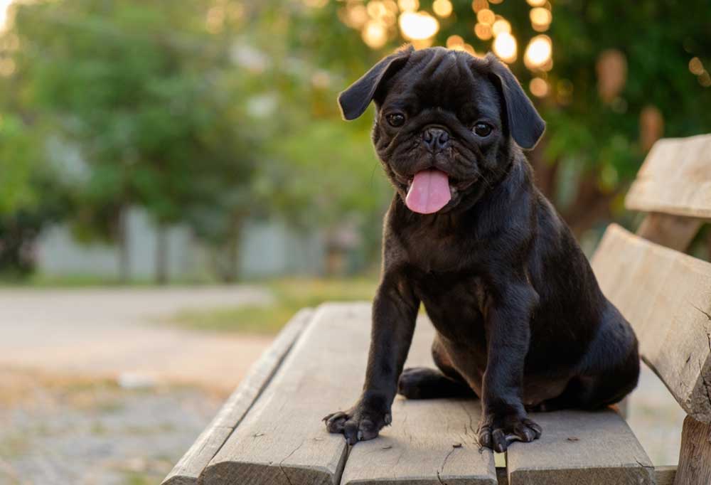 Life Expectancy for a Pug