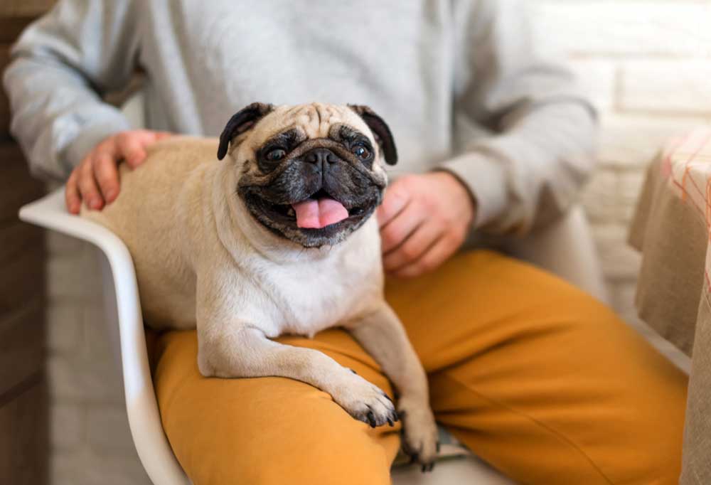 Why are Pugs So Clingy?