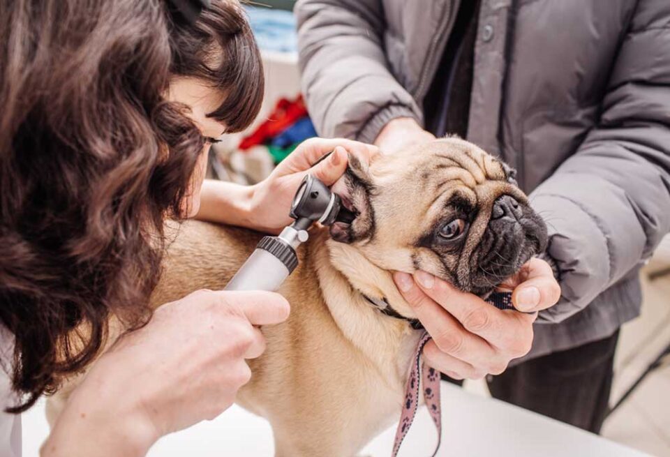 How To Clean Pug Ears