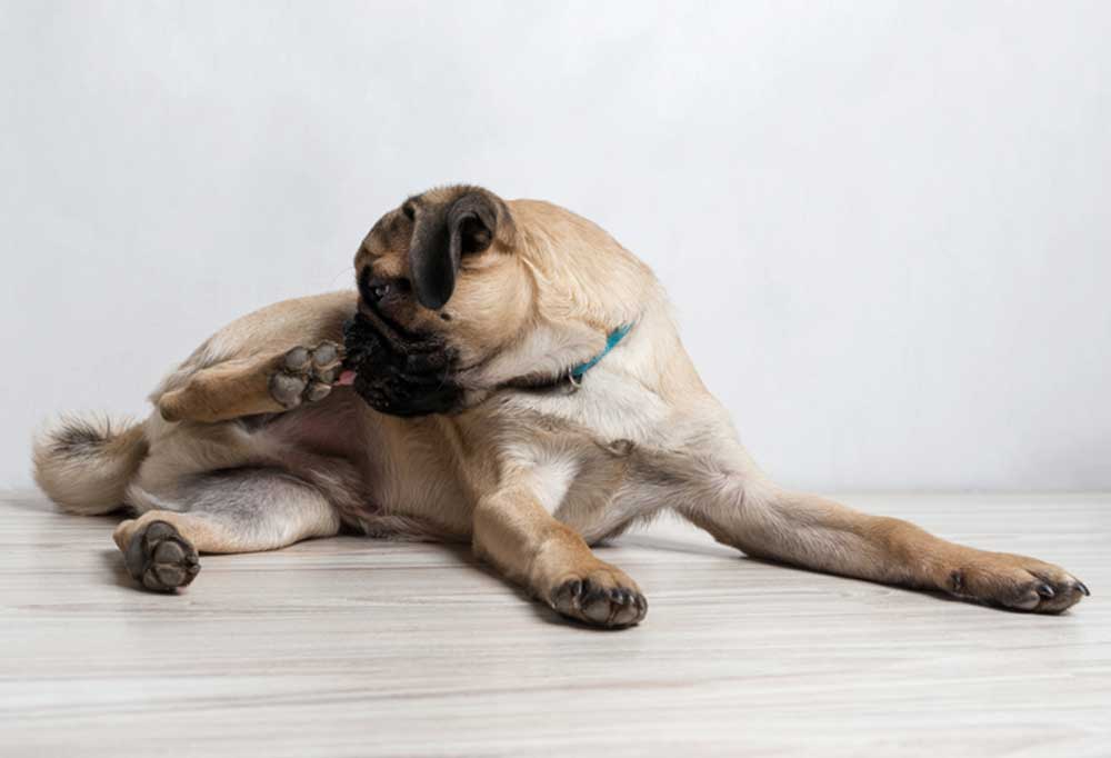Why Do Pugs Lick So Much?