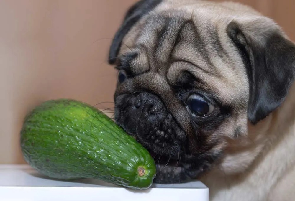 What Can Pugs Eat atelieryuwa.ciao.jp