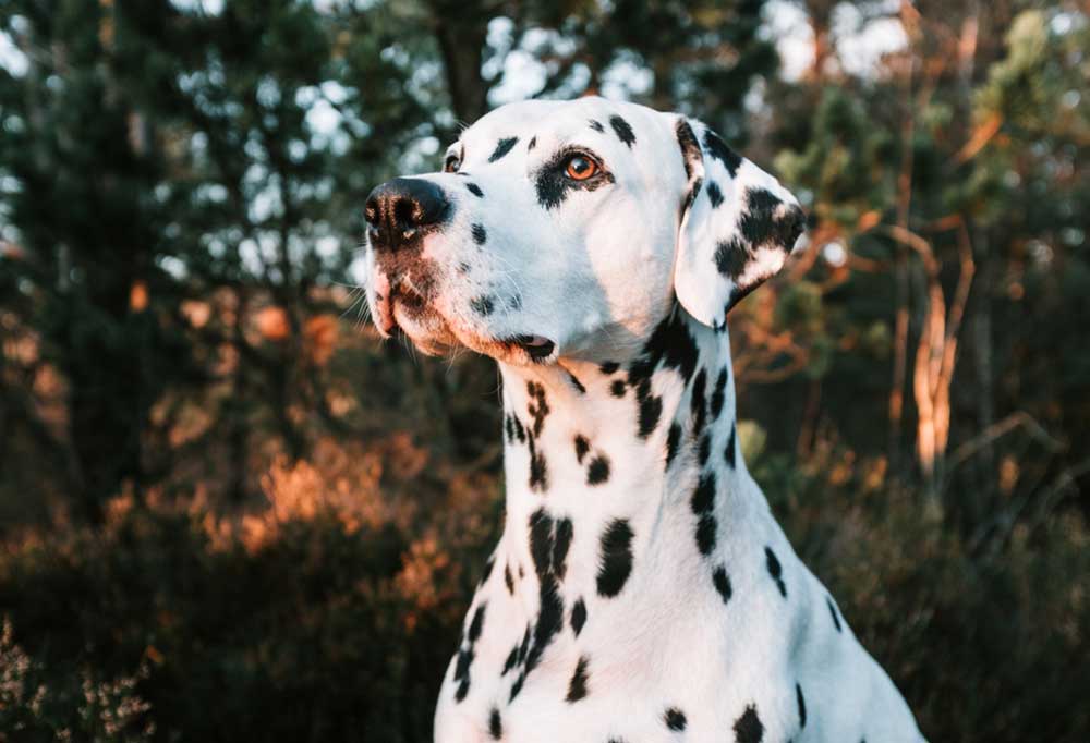Why are Dalmatians So Hard to Take Care Of?