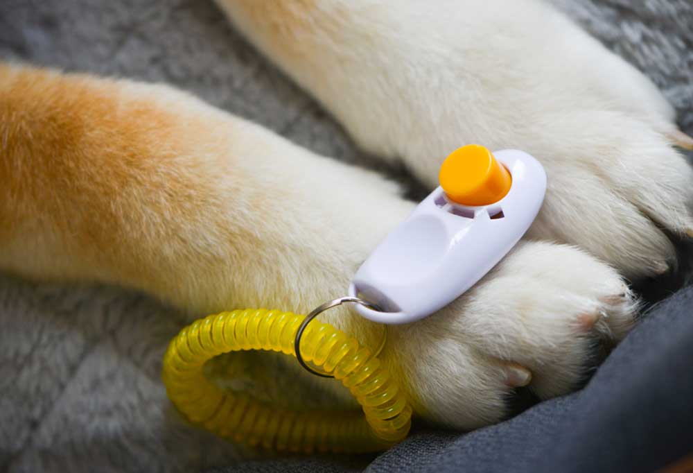 How To Train A Puppy With A Clicker