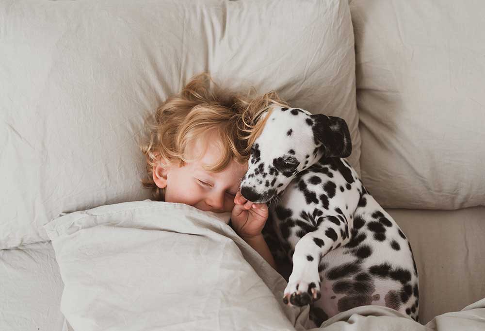 Are Dalmatians Good Dogs?