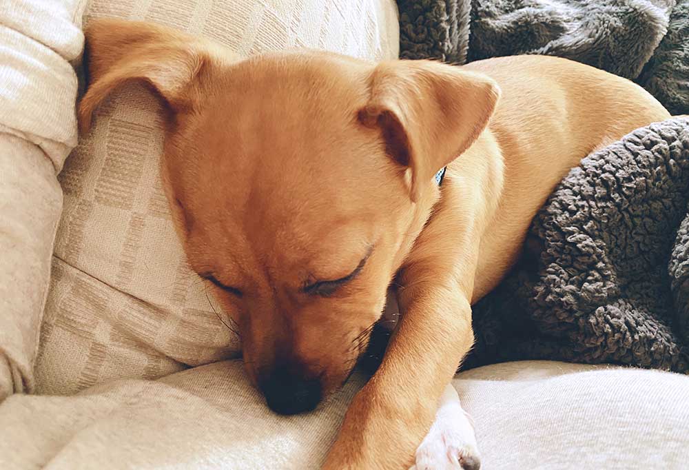 How To Sleep Train A Puppy