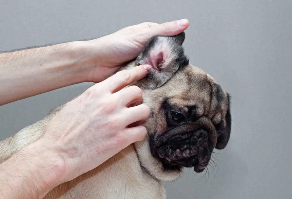How To Clean Pug Ears