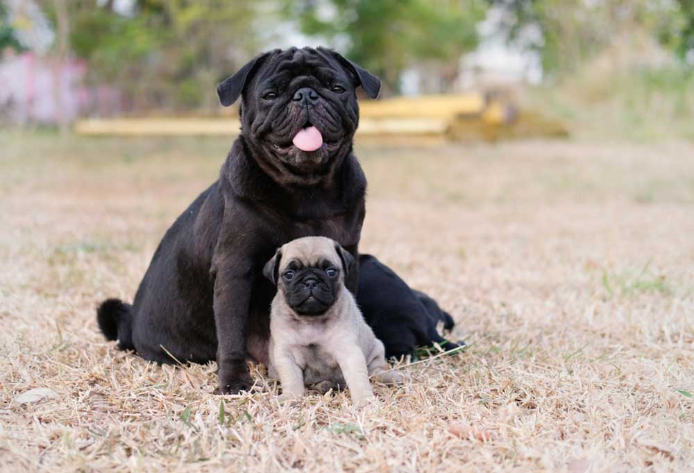 How Many Pups Can A Pug Have?