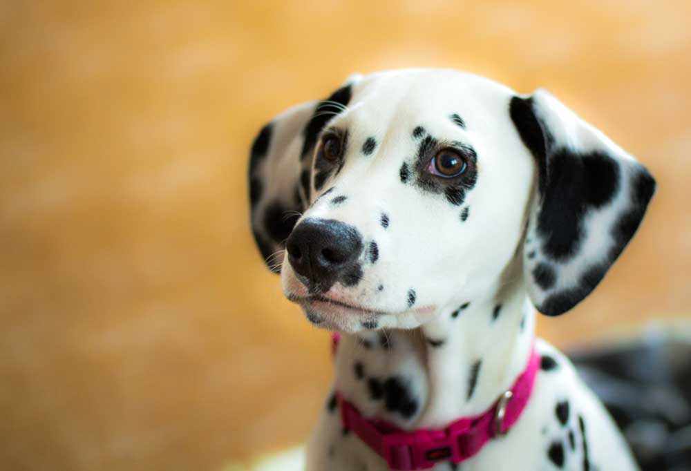 What Age Do Dalmatians Get Their Spots?